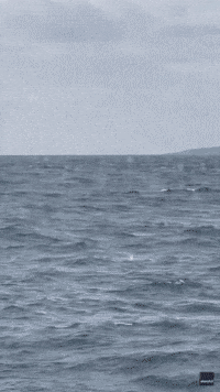 Children Scream With Delight as Whale Leaps From Water Over and Over