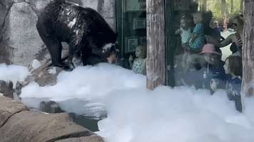 Black Bear Plunges Into Bubble Bath at Zoo in Knoxville