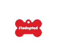 Cat Adopt Sticker by PetSmart Charities