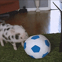 Soccer Pig GIF
