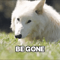 Wolf Wildlife GIF by Colossal