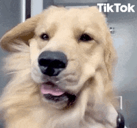 Shaking Golden Retriever GIF by TikTok