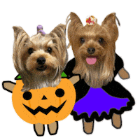 はろおふかいすたんぷ Sticker