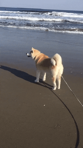 cuteanimalland giphyupload GIF