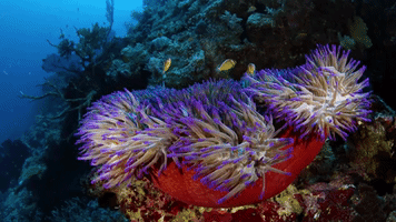 symphony for our world GIF by Nat Geo Wild 