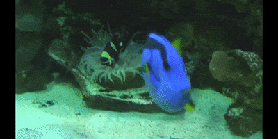 Education Ocean GIF by DIIMSA Stock