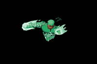 Aotearoa GIF by Mark Abnett Comics