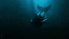mermaid sinking GIF by Siren