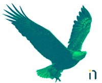 Bird Marketing Sticker by Ninho Digital