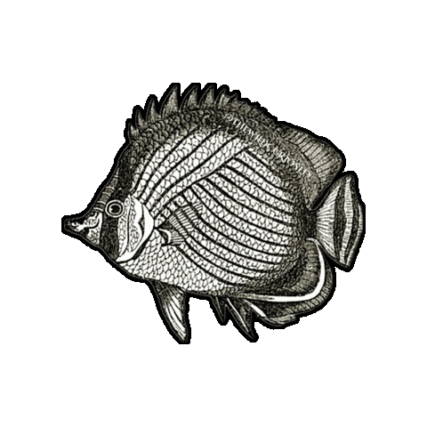 Marine Biology Ocean Sticker by The Wild Curiosity