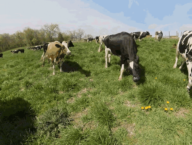 Cow GIF by Organic Valley