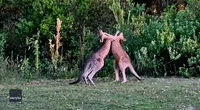 Meanwhile in Australia: Kangaroos Go Head-to-Head During Fight in New South Wales