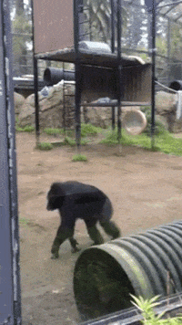 OaklandZoo animals california wildlife zoo GIF