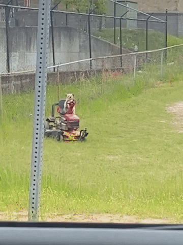 cuteanimalland giphyupload GIF