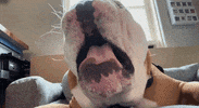 Happy Butler Bulldogs GIF by Butler University