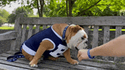 Happy Butler Bulldogs GIF by Butler University