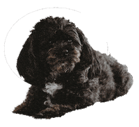 Boo Sticker by SWA