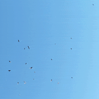 Vultures GIF by Trevor Anderson