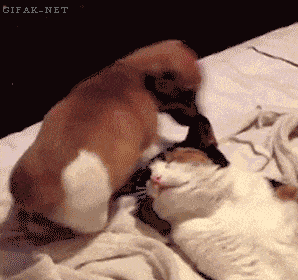 Video gif. An enthusiastic puppy wags his tail and sits on the face of a tolerant cat. 
