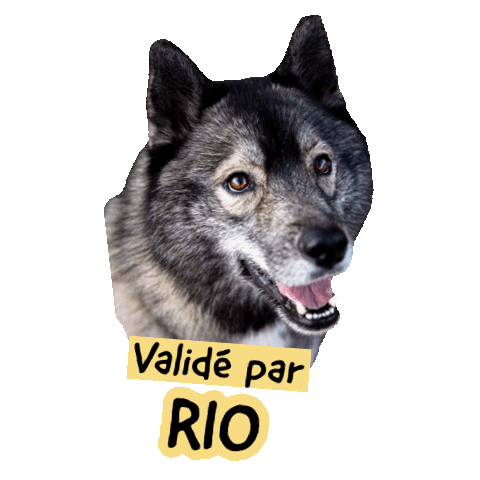 Pawsitivepetambassadeur Sticker by Pawsitive pet