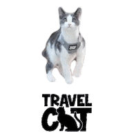 Adventure Cat Sticker by Your Cat Backpack