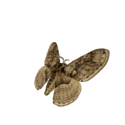 michaeldamnitz giphyupload butterfly schmetterling michaeldamnitz Sticker