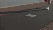 tomato GIF