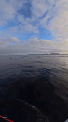 California Paddleboarder Enjoys 'Beautiful Sunrise' as Dolphins Frolic Nearby