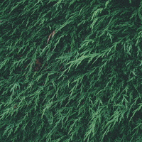 Essential Oils Aromatherapy GIF by Jennifer Accomando