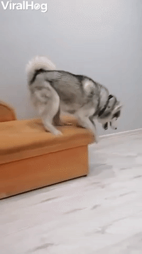 Husky Seems to Be Afraid of Heights