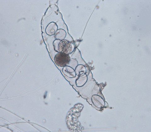 microbiology GIF