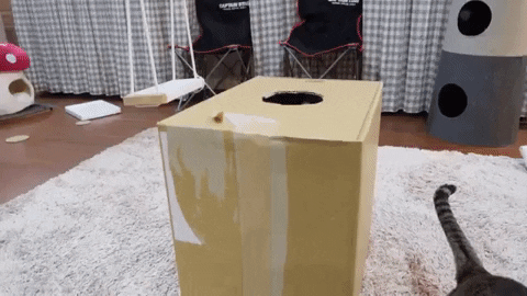 nilnil giphygifmaker cat box fatty GIF