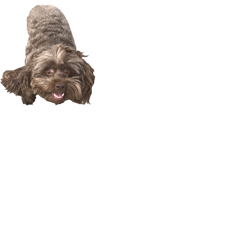 dog puppy Sticker by Roundhouse
