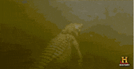 crocodile swimmin GIF by Swamp People