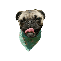 You Found Me Pug Sticker by Geekster Pets