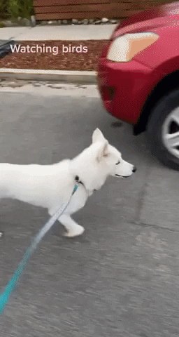 cuteanimalland giphyupload GIF