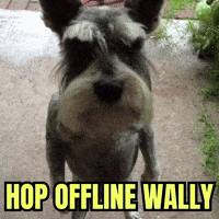 Dog Wally GIF