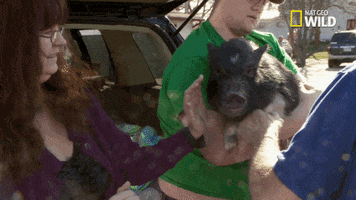 nat geo wild pet GIF by The Incredible Dr. Pol