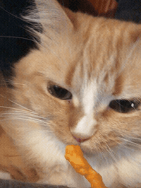 Cat Fan GIF by realzygoatian
