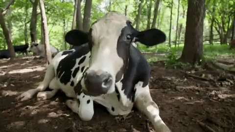 Relax Cow GIF by Mercy For Animals