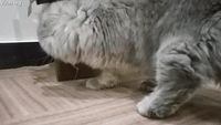 Maine Coon Cat and Mouse Play Hide and Seek