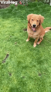 Goofy Golden Knows How To Leap Frog GIF by ViralHog