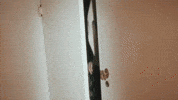 Coming Out 세븐틴 GIF