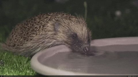 thirst GIF