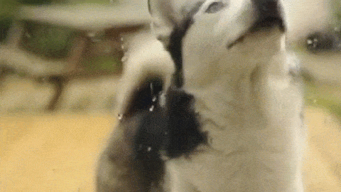 husky GIF