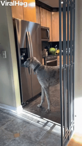 Goofy Great Dane Discovers How To Use Ice Dispenser GIF by ViralHog