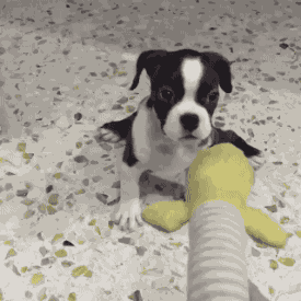 dog puppy GIF