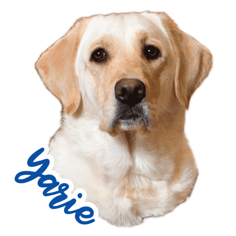 Good Boy Kentucky Sticker by Norton Healthcare