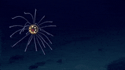 Marine Life Jelly GIF by Oceana