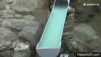 slides GIF